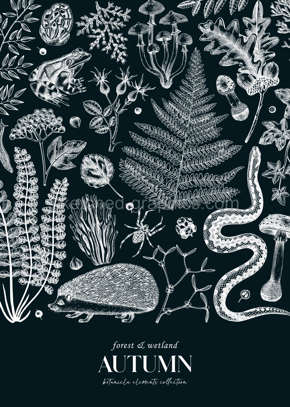 Autumn forest background on chalkboard. Hand drawn fallen leaves, ferns, autumn plants, mushrooms, woodland animals sketches. Botanical design template of card, invitation, cover Illustration